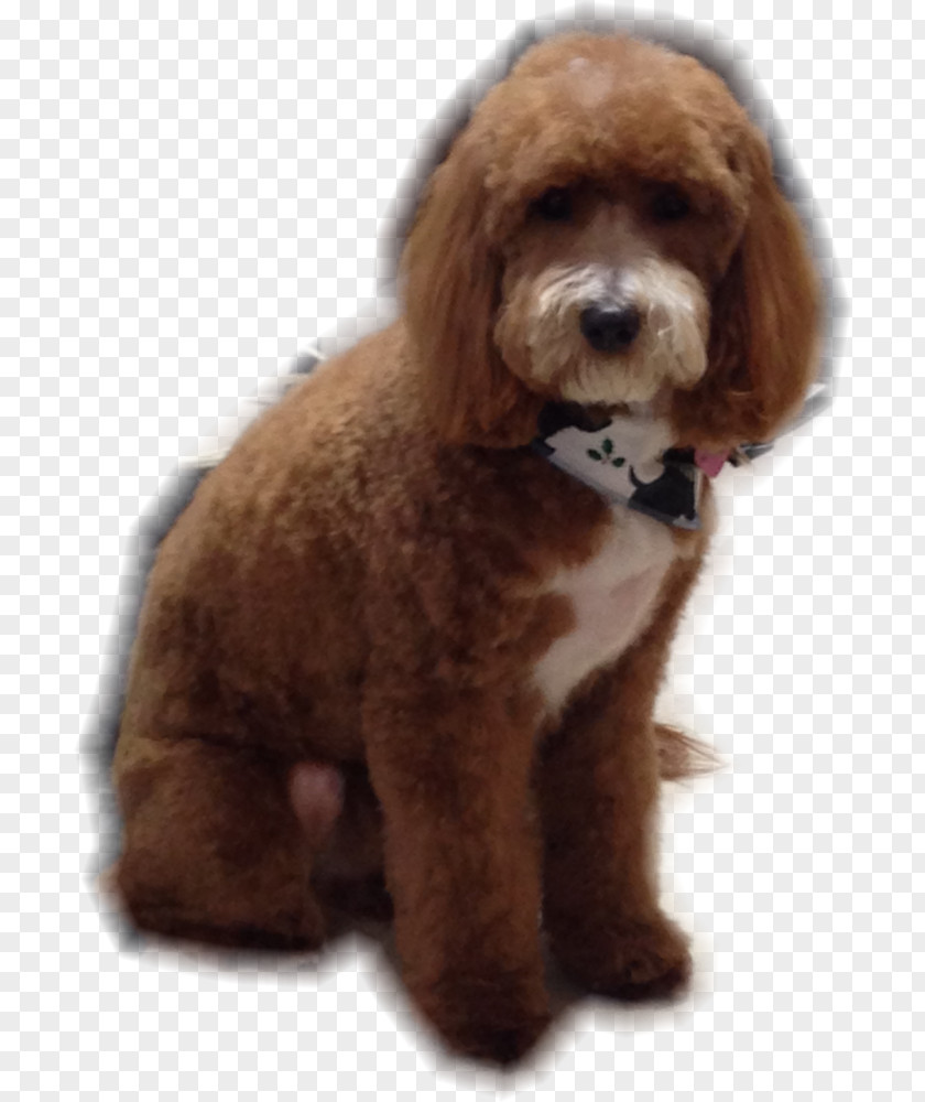 Puppy Miniature Poodle Standard Toy Cockapoo Cavapoo PNG