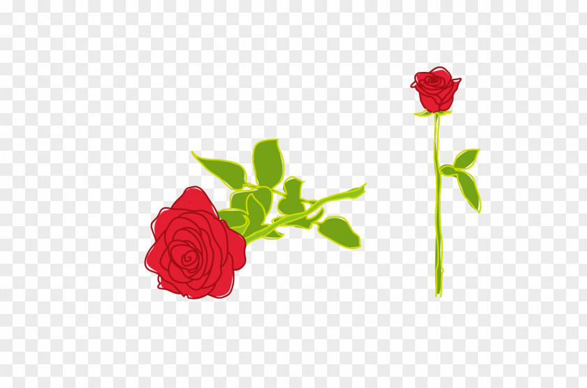 Rose Illustration PNG