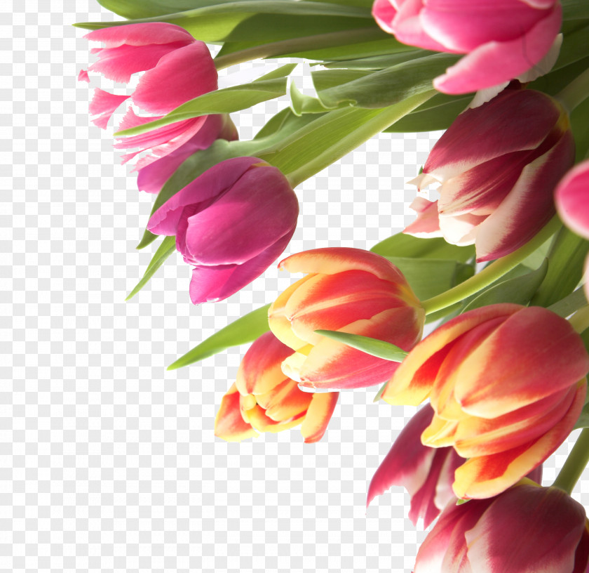 Tulip Flowers Flower Name Day PNG