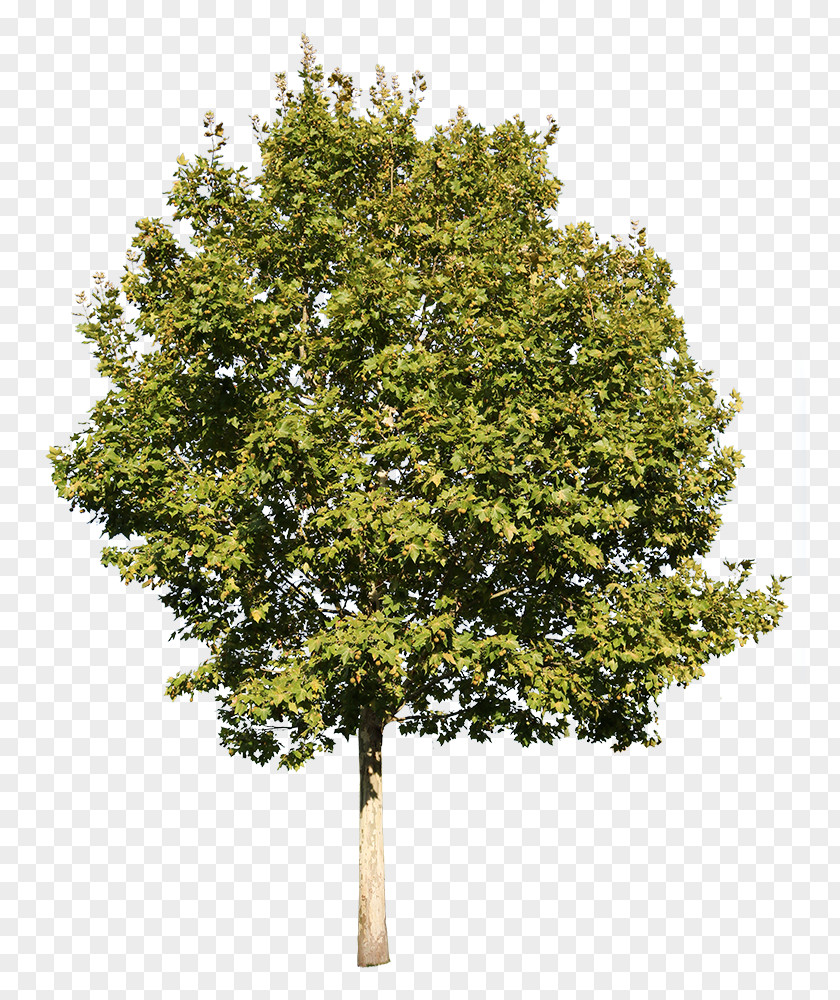 California Live Oak Maple Tree PNG