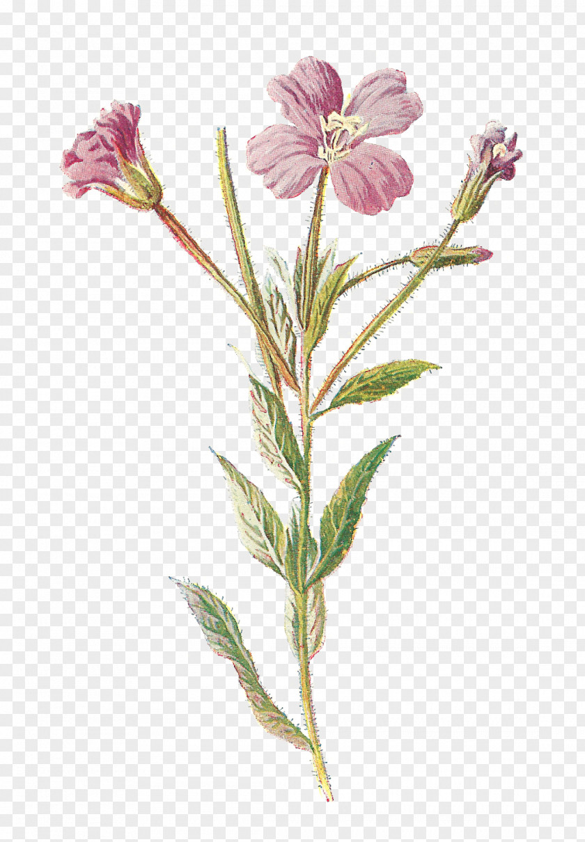Herb Familiar Wild Flowers Wildflower Clip Art PNG