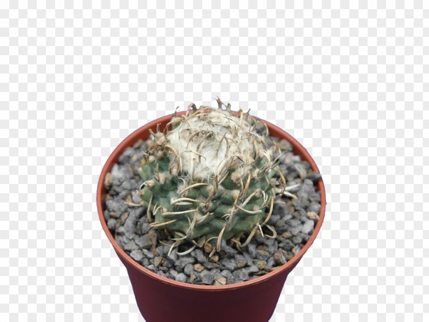 Sansevieria Citroën Cactus M Flowerpot Houseplant PNG