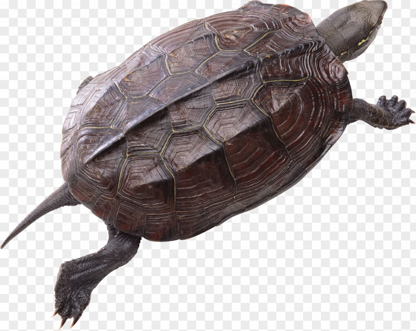 Turtle Red-eared Slider Clip Art PNG