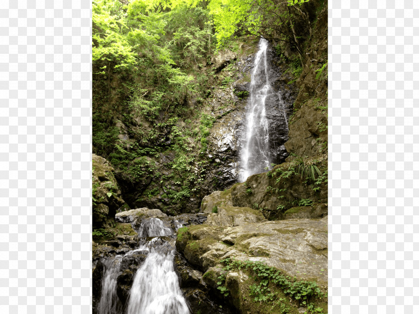 Waterfall Video Stream Forest Body Of Water Vegetation PNG