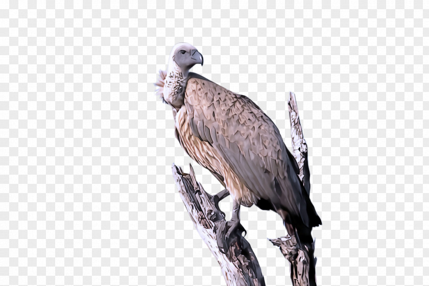 Wildlife Falconiformes Bird Of Prey Beak Vulture Osprey PNG