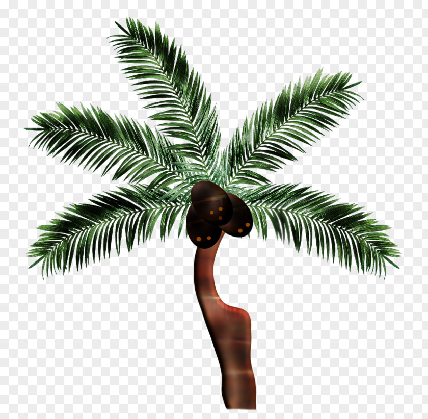 Asian Palmyra Palm Preview PNG