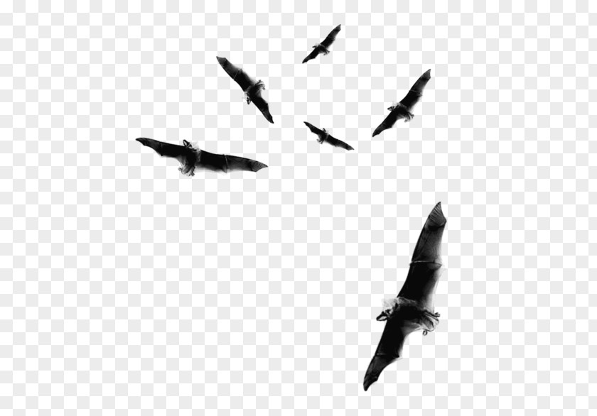 Bat Flight Clip Art Image PNG