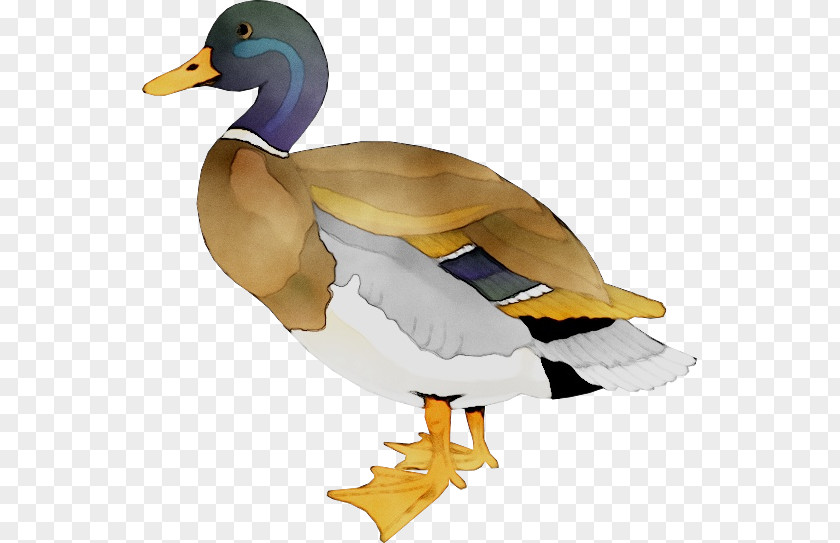 Mallard T-shirt Duck Neckline PNG