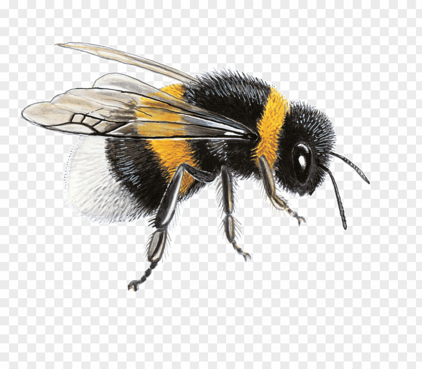 Nectar Honey Bee Bumblebee Bombus Terrestris Papilio Machaon PNG