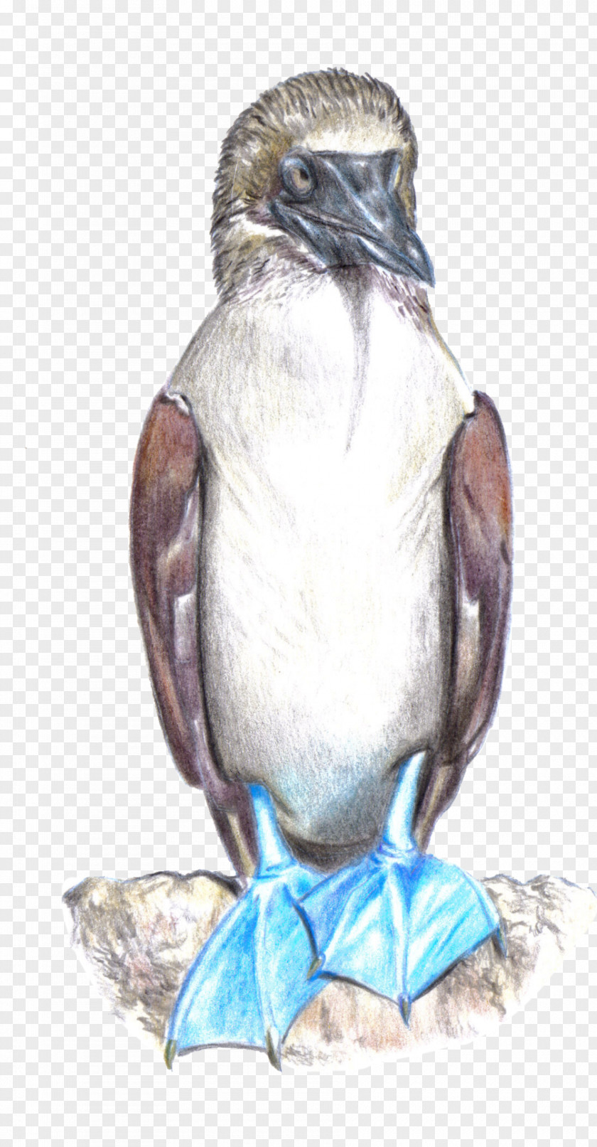 Penguin Galápagos Islands Blue-footed Booby Peruvian Bird PNG