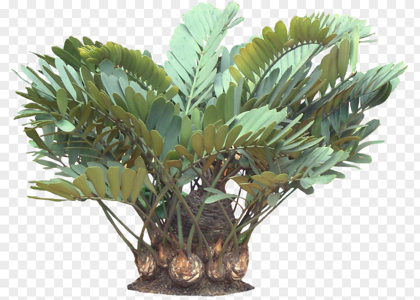 Tropical Leaves Zamia Furfuracea Plant Tropics Arecaceae PNG