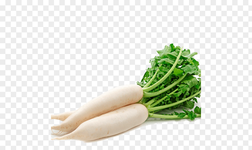 Vegetable Daikon Radishes Root Vegetables PNG