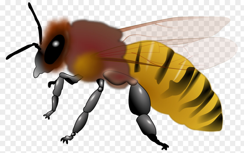 Bees Vector Honey Bee Insect Clip Art PNG