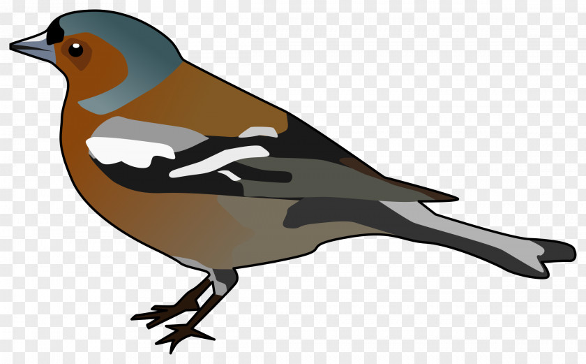 Bird Clipart Common Chaffinch Clip Art PNG