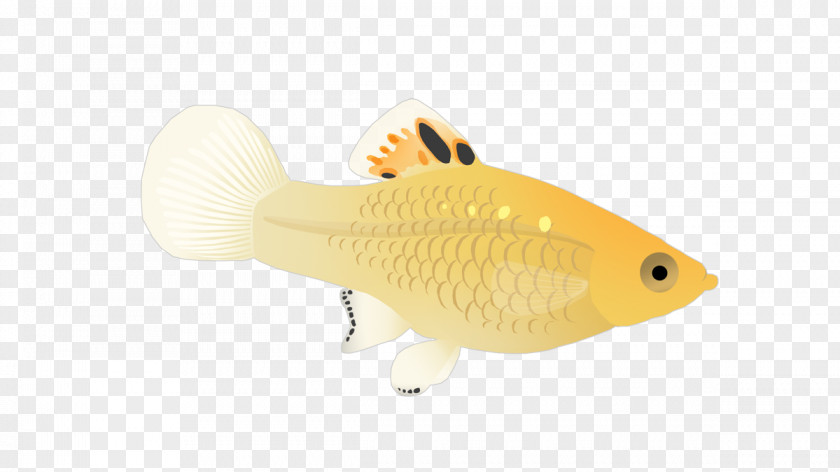 Fish Illustration PNG