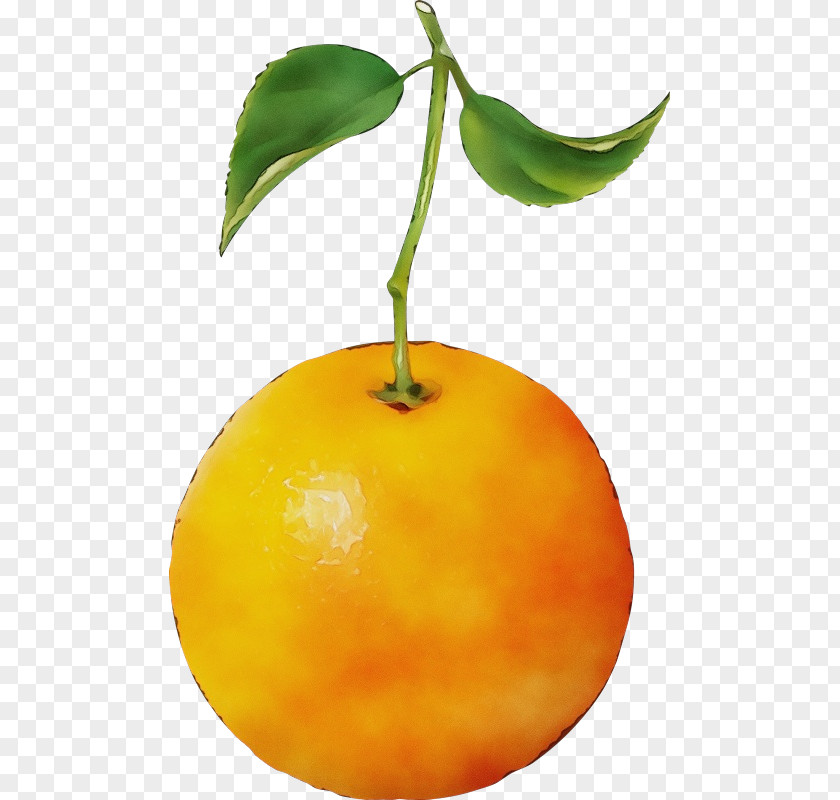 Flower Citrus Fruit Tree PNG