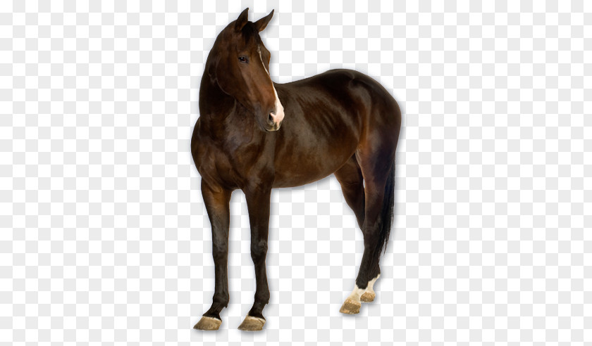 Horse PNG clipart PNG