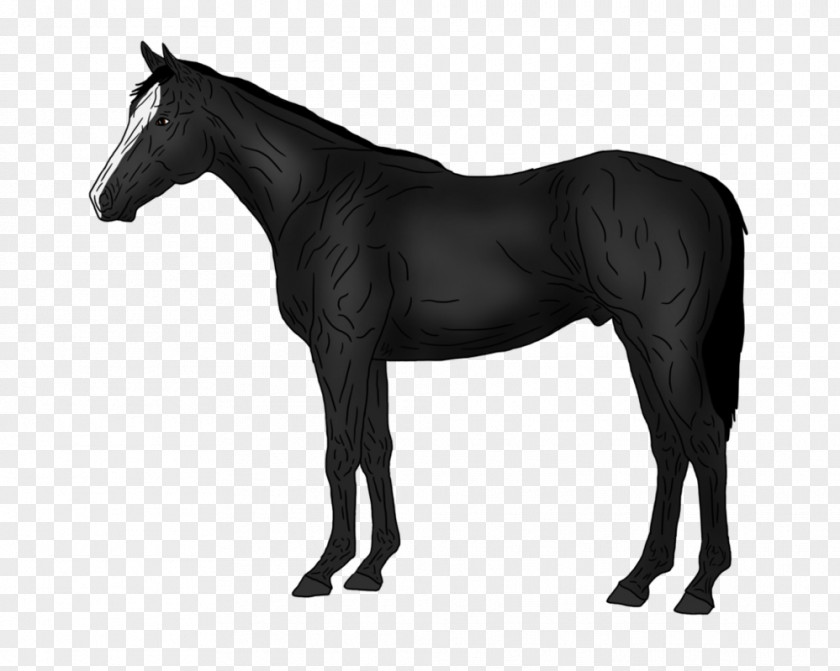 Silhouette Thoroughbred American Quarter Horse Pony Stallion PNG