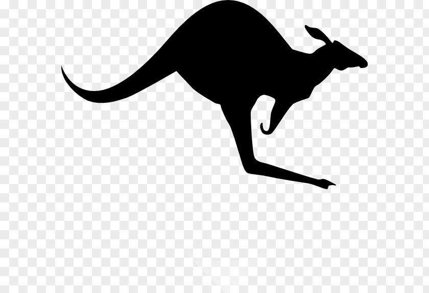 Kangaroos Cliparts Koala Red Kangaroo Clip Art PNG