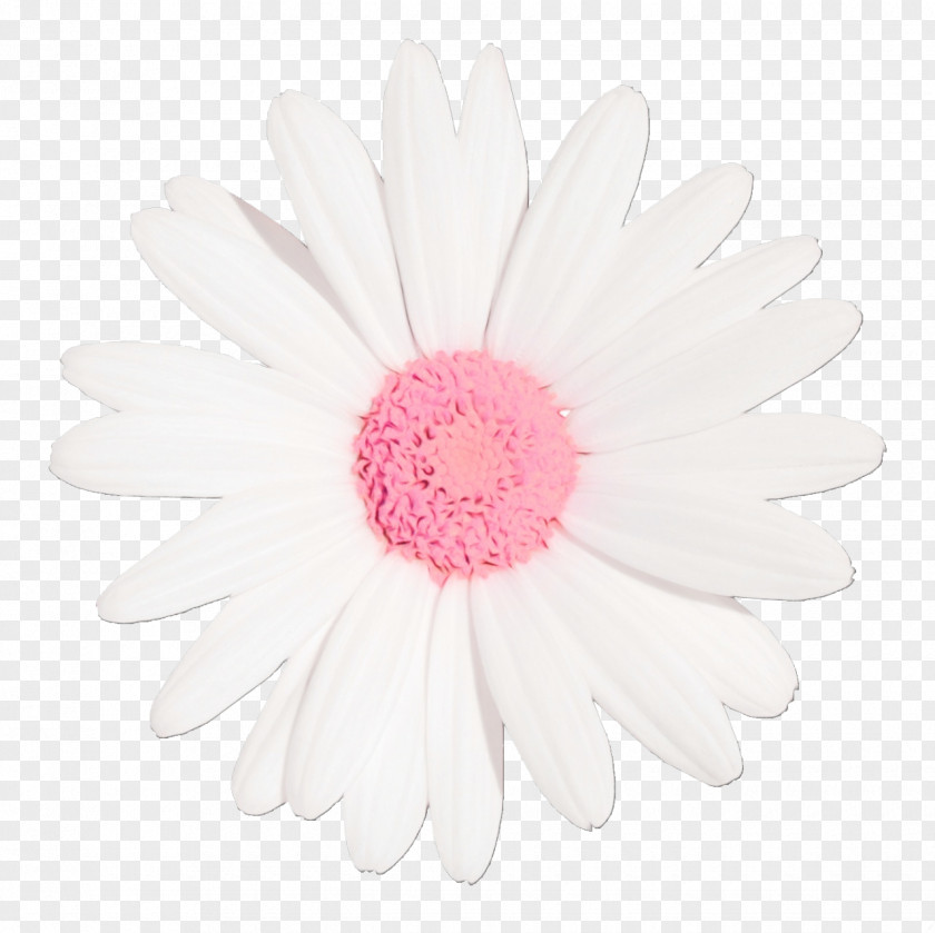 Asterales Marguerite Daisy Flowers Background PNG