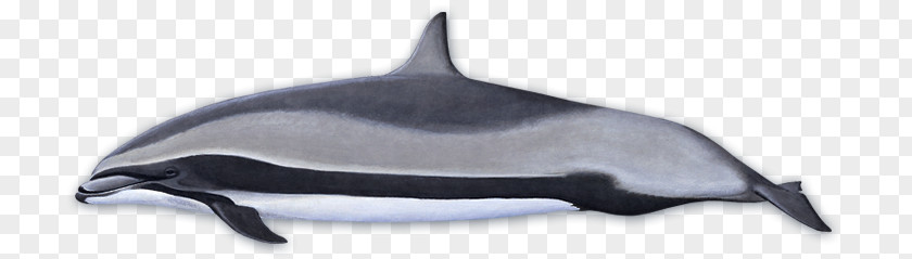 Dolphin Tucuxi Common Bottlenose Porpoise Fraser's Killer Whale PNG