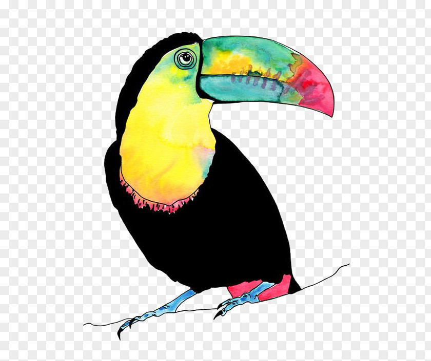Parrot Lovebird Toucan Illustration PNG