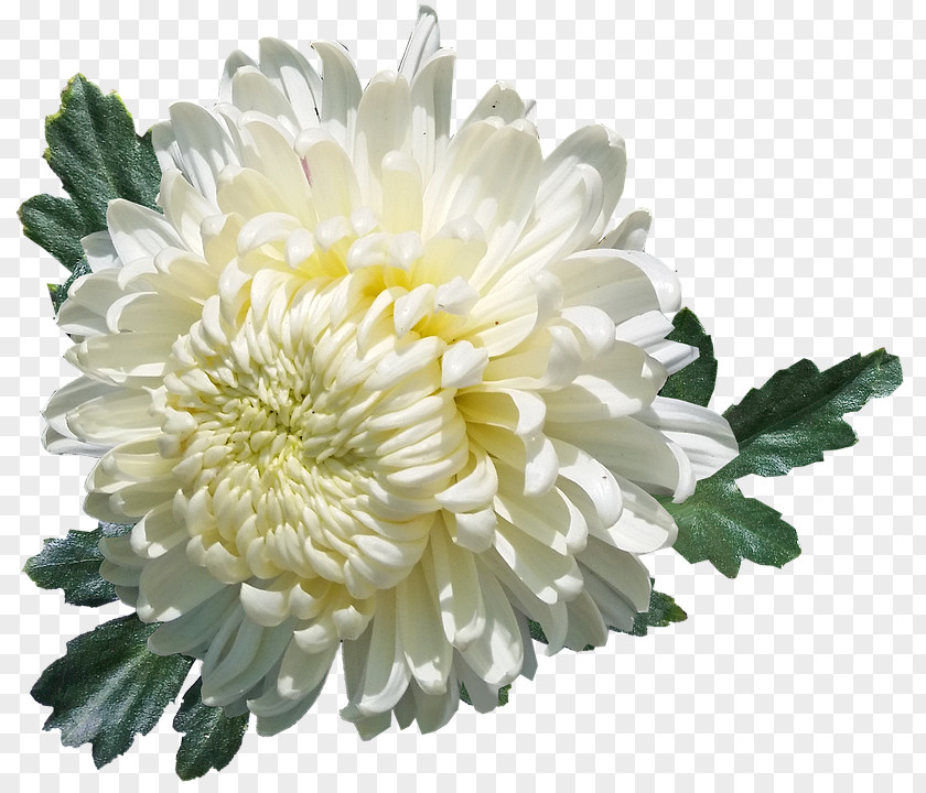 Chrysanthemum White Flower Oxeye Daisy Desktop Wallpaper PNG