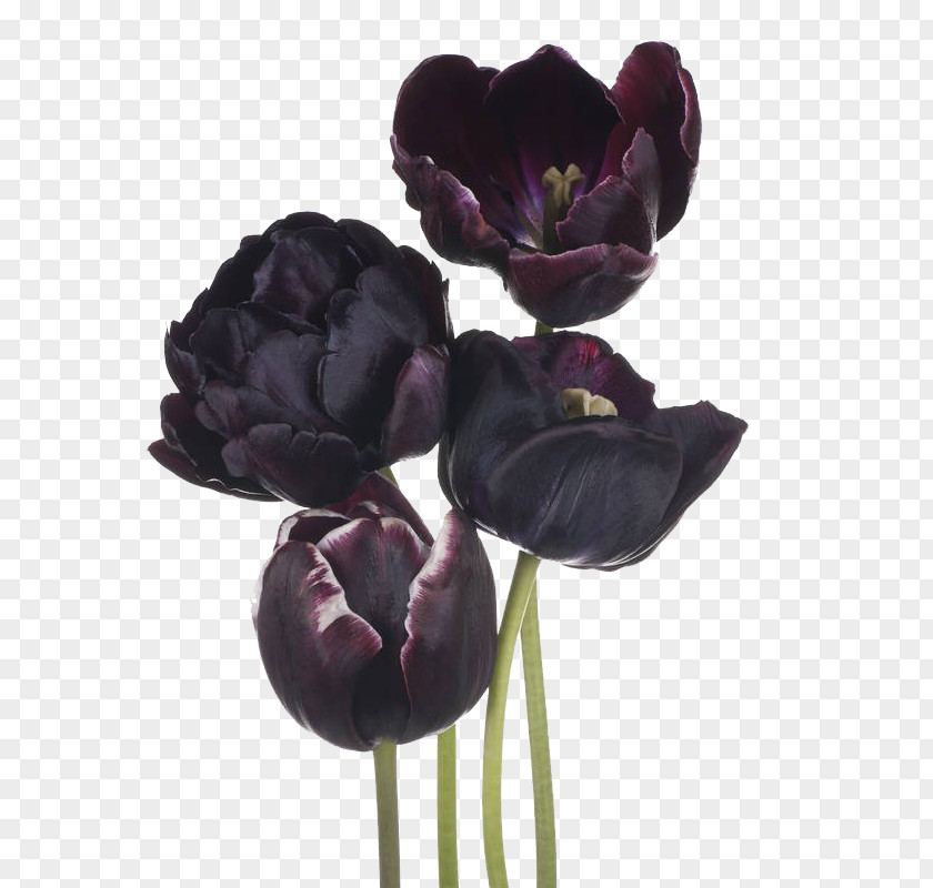 Four Black Tulip The Flower PNG