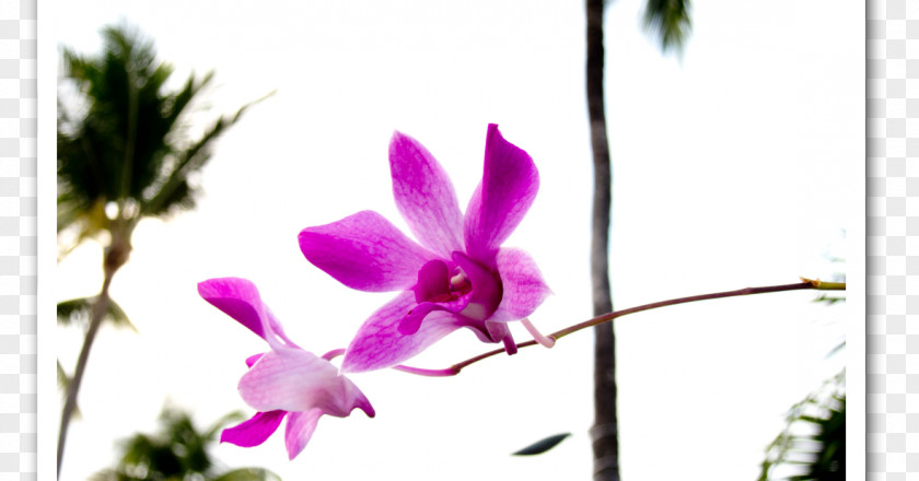 Orquideas Moth Orchids Dendrobium Cattleya Pink M PNG