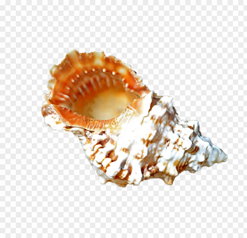 Seashell Clam Cockle Scallop Mussel PNG
