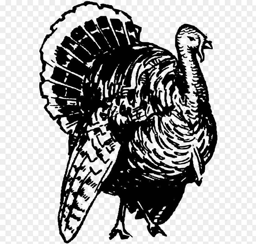 Turkey Line Art Black Broad Breasted White And Clip PNG