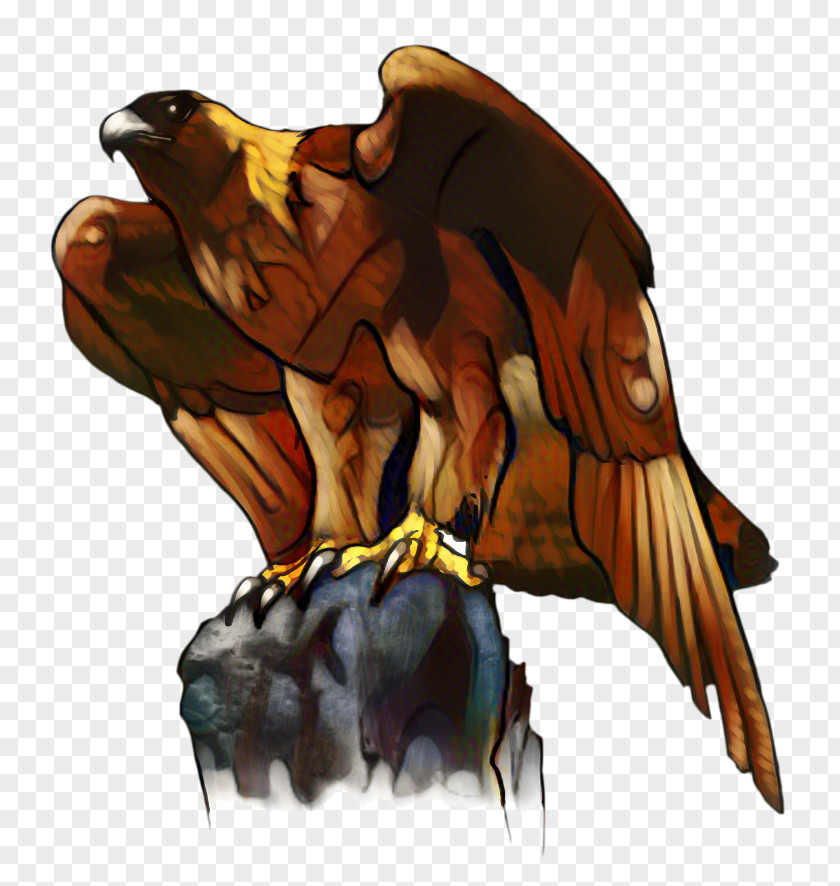 Accipitridae Falconiformes Eagle Bird PNG