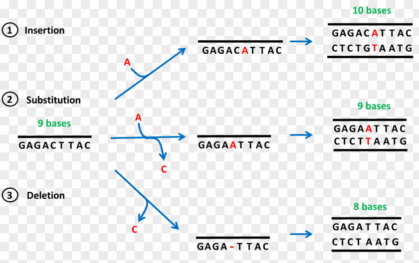 Frameshift Mutation Point Deletion DNA PNG