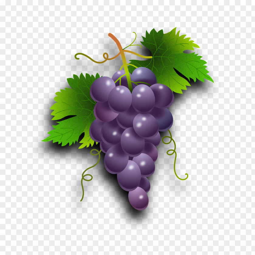 Grape Common Vine Wine Seedless Fruit PNG