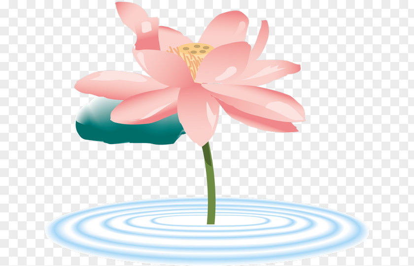 Nelumbo Nucifera Mind Funeral Directors フォトライブラリー ストックフォト Royalty-free PNG