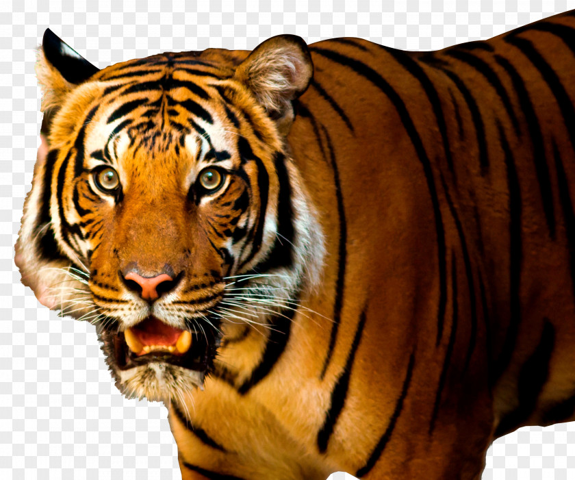 Tiger Lion Siberian Felidae PNG