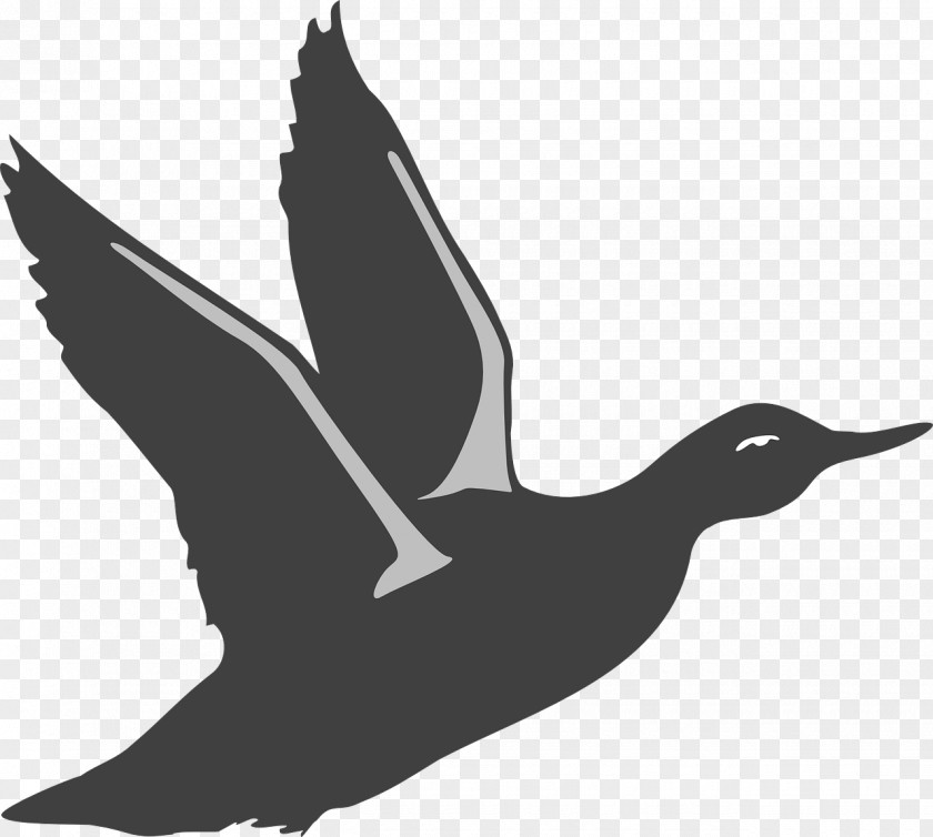 Duck American Pekin Bird Goose Clip Art PNG