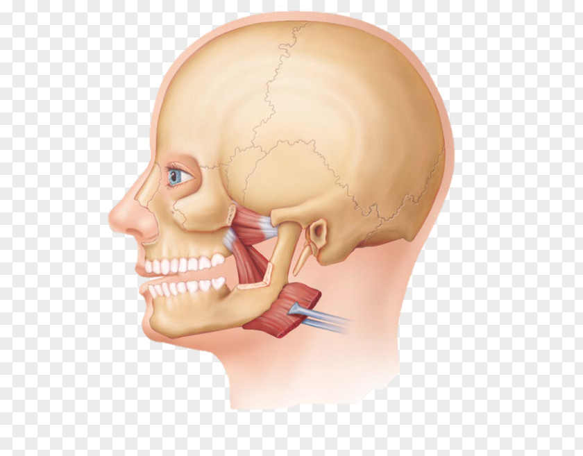 Lateral Pterygoid Muscle Medial Skeletal Biceps PNG