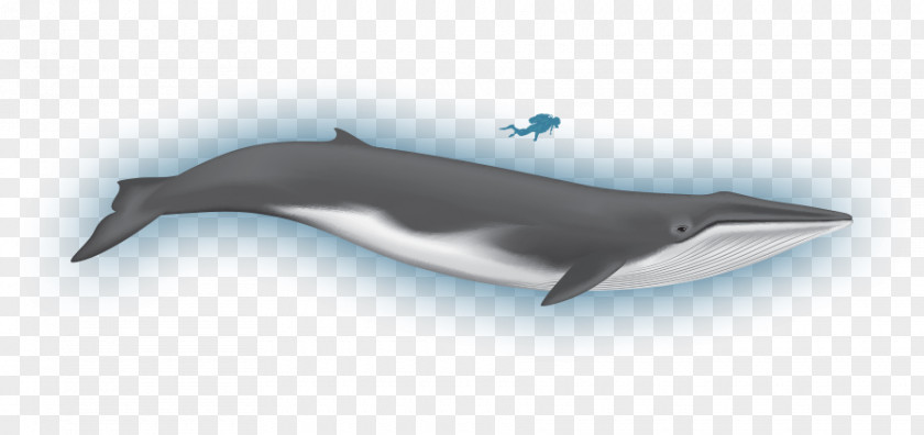 Minke Whale Rough-toothed Dolphin Common Bottlenose Wholphin White-beaked Tucuxi PNG