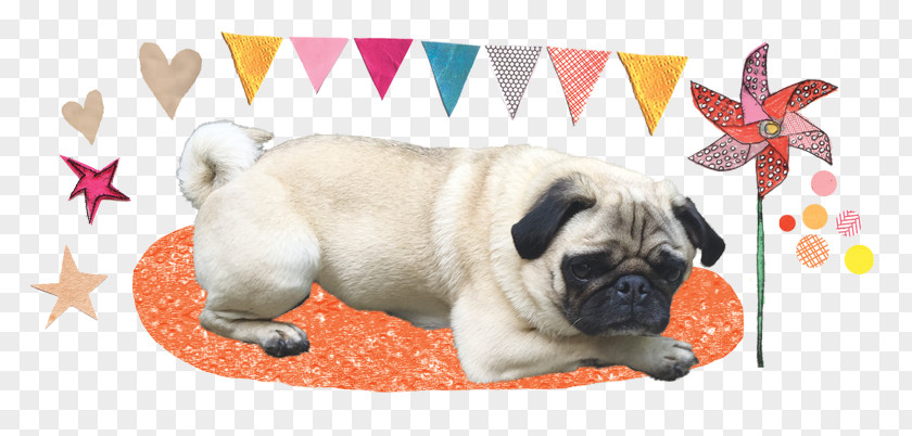 Pug Dog Puppy Breed Companion Toy PNG