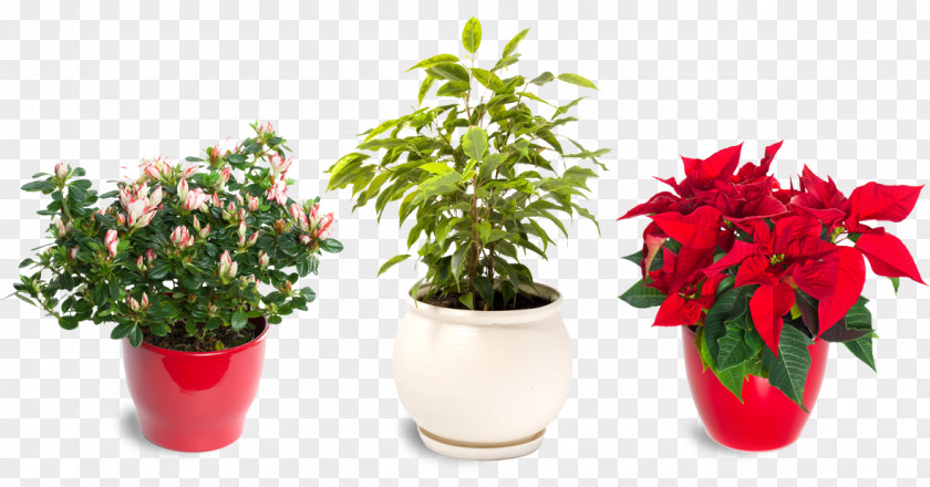 Suculent Poinsettia Christmas Plants Flower Decoration PNG