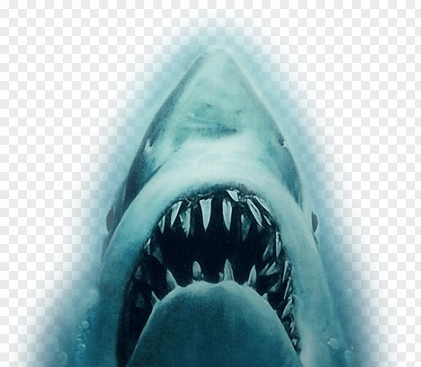 White Shark YouTube Jaws Trailer Film PNG