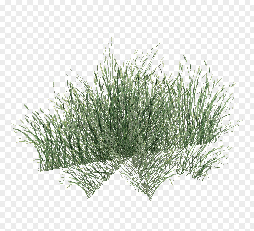 Aquatic Plants Internet Media Type Information PNG