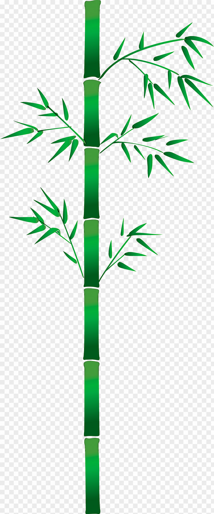 Bamboo Leaf PNG