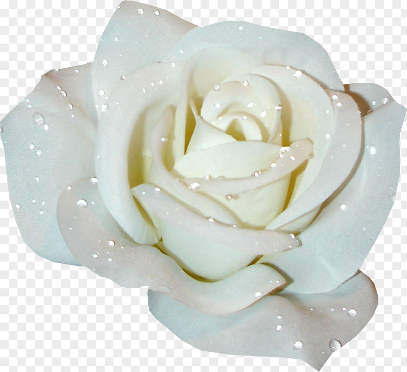 Corner Rose White Clip Art PNG