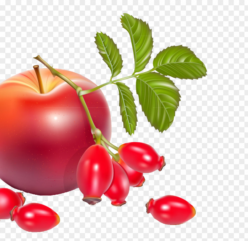 Exquisite Apple Rose Hip Dog-rose Berry Illustration PNG
