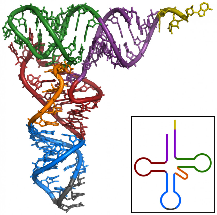 Longevity Transfer RNA Non-coding Adenine Ribosomal PNG