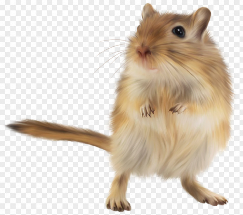 Mouse Gerbil Golden Hamster Rodent PNG