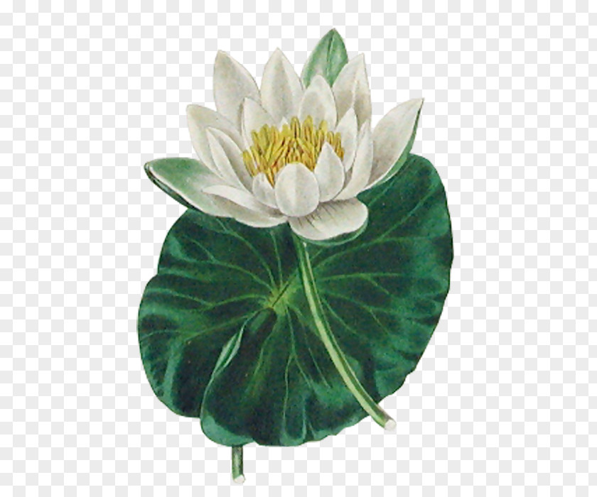 Botany Nelumbo Nucifera The Botanic Garden Flower Lotus Effect PNG