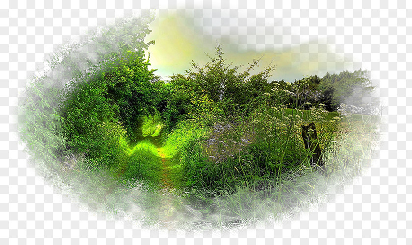 Forest Desktop Wallpaper Landscape Nature Tree PNG